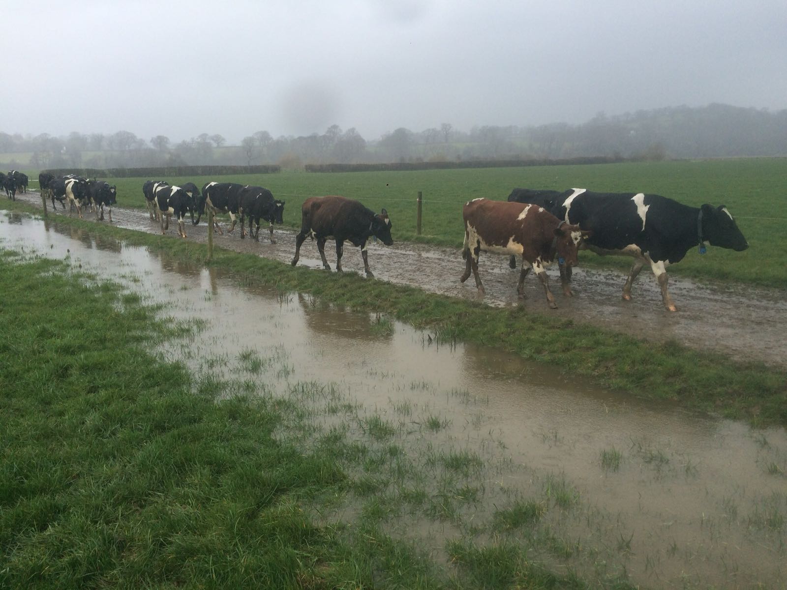 cows crossing stream